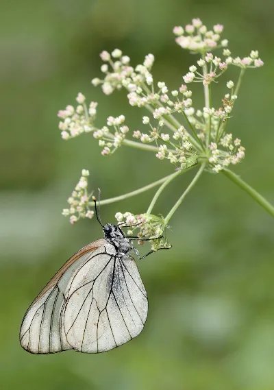 Visuel de Carnet de photographes   macrophotographie