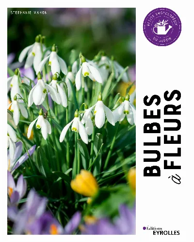 Visuel de Bulbes à fleurs